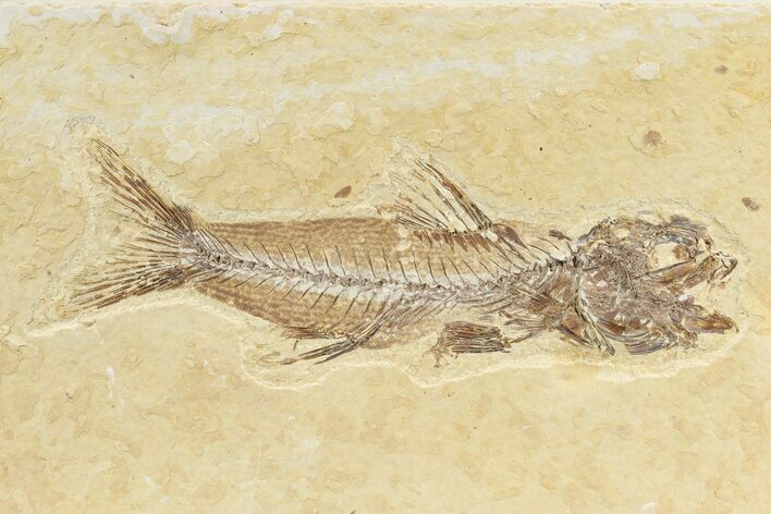 Rare, Fossil Fish (Amphiplaga) - Green River Formation #240389
